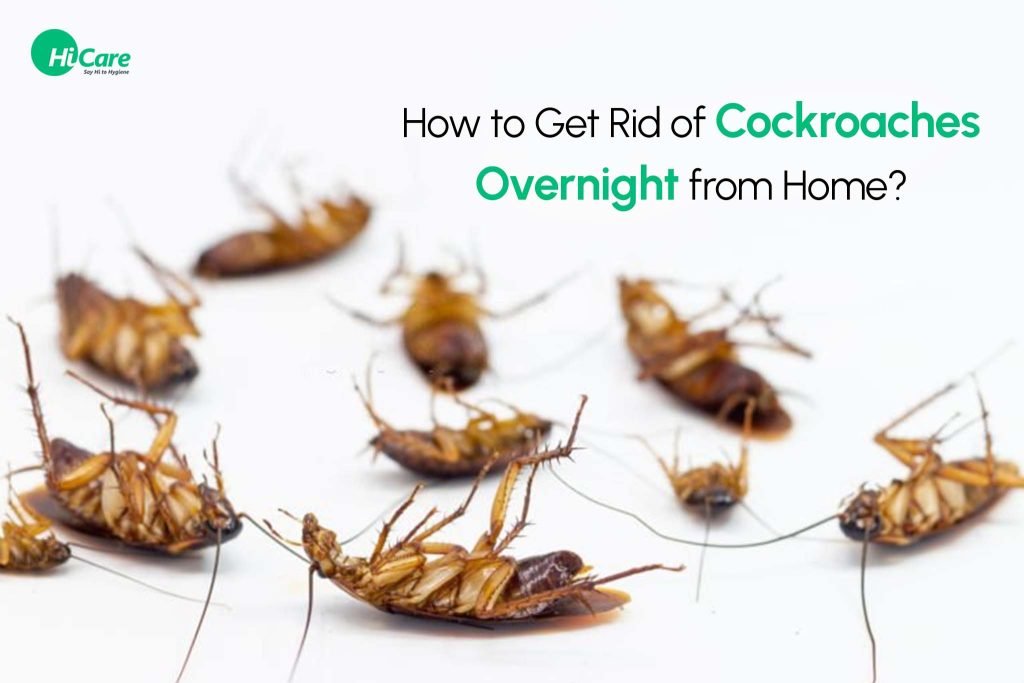 How To Get Rid Of Roaches In Kitchen